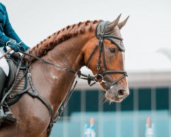 jumper Grandeur (Hanoverian, 2016, from Grand Stakkato)