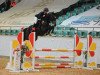 jumper Dexter 294 (German Sport Horse, 2018, from Diarado)