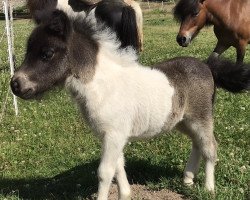 horse Dorosalas Alexa (Shetland pony (under 87 cm), 2022, from Yago von der Klia)