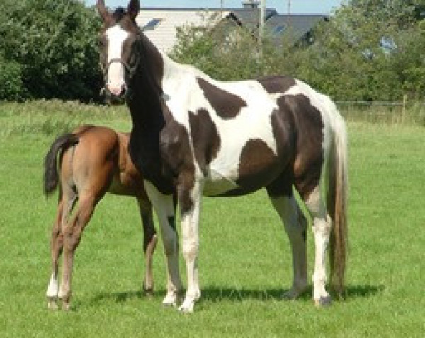 broodmare Unlimited Roundthorn (KWPN (Royal Dutch Sporthorse), 2001, from Oo-Seven)