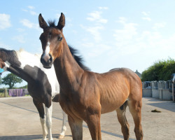 Springpferd Romance Roundthorn (KWPN (Niederländisches Warmblut), 2022, von Colandro)