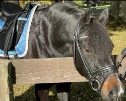 jumper Blacky S (German Riding Pony, 2007, from Batman)