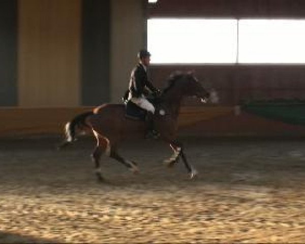 jumper Rossini 267 (Hanoverian, 2003, from Stakkato)