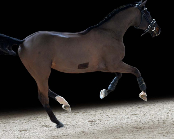 stallion Casko J (Holsteiner, 2013, from Casalito)