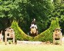 Springpferd Soden Carlo (Welsh-Cob (Sek. D), 2014, von Soden Cunedda Wledig)