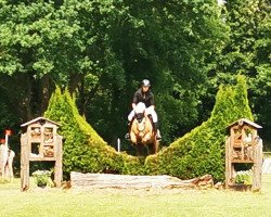 Pferd Soden Carlo (Welsh-Cob (Sek. D), 2014, von Soden Cunedda Wledig)