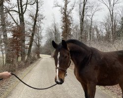 broodmare Saluna (Hanoverian, 2007, from Salieri)