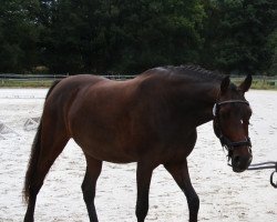 Zuchtstute Dornröschen K. (Deutsches Reitpony, 2018, von HET Don´t forget me)