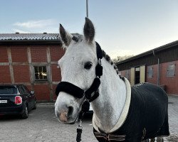 dressage horse Pattys Stellaris (Connemara Pony, 2017, from Pattys Sommartiden)