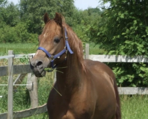 stallion Viscount (German Riding Pony, 1994, from VIP)