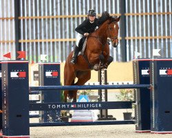 Springpferd Collino Zfk CH (Schweizer Warmblut, 2013, von Collindro R)