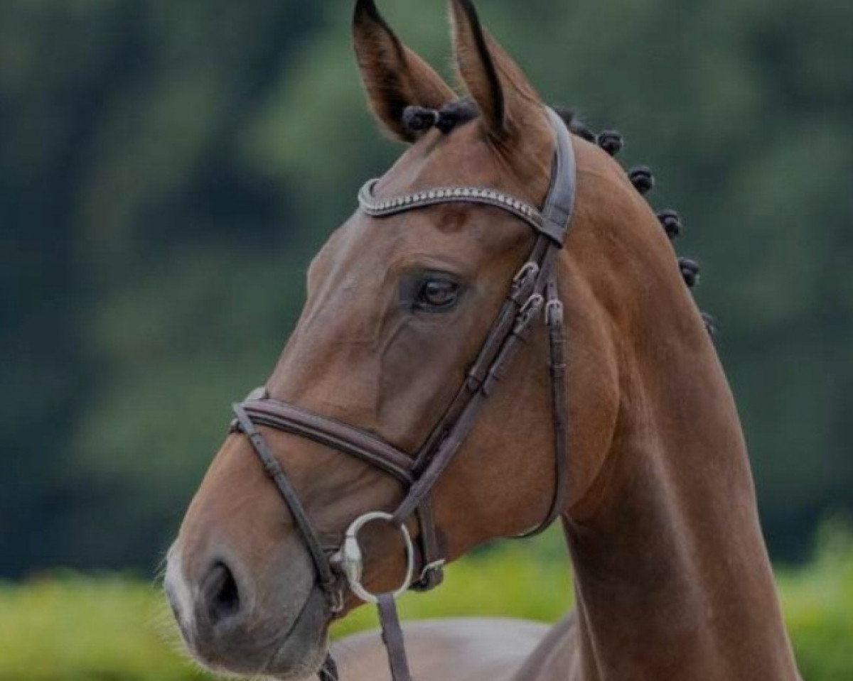 Springpferd Soluna 2 (Westfale, 2018, von Stakkato Gold)