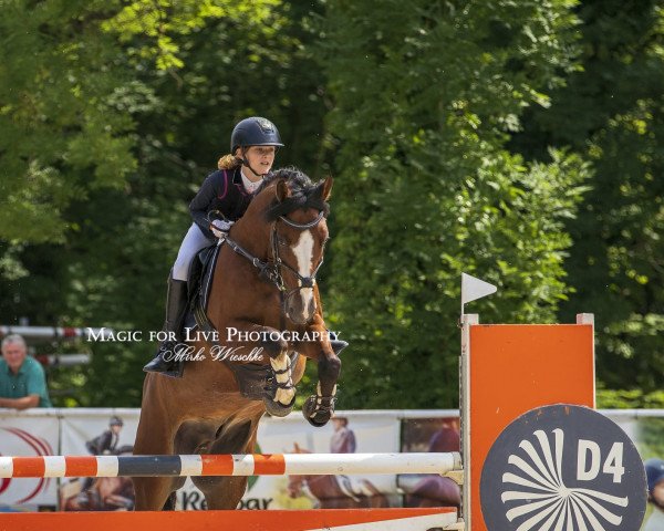 jumper Quintus S 4 (German Riding Pony, 2012, from Quaterback's Junior)