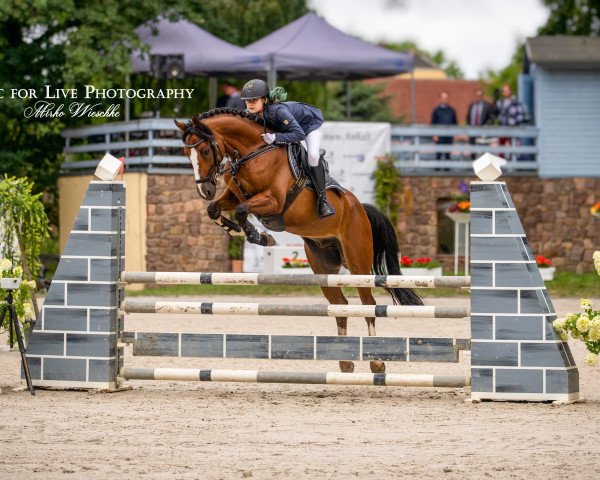 Springpferd Quintus S 4 (Deutsches Reitpony, 2012, von Quaterback's Junior)