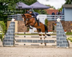 jumper Quintus S 4 (German Riding Pony, 2012, from Quaterback's Junior)