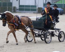 dressage horse Armaari SCH (4,93% ox) (Edelbluthaflinger, 2018, from Armani Ass (4,004% ox))