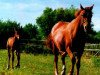 broodmare Bernadet (KWPN (Royal Dutch Sporthorse), 1983, from Zeus)