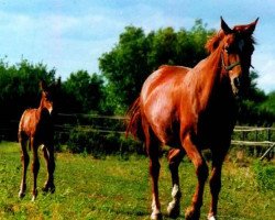 broodmare Bernadet (KWPN (Royal Dutch Sporthorse), 1983, from Zeus)