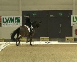 dressage horse Ramazzotti 39 (Westphalian, 2000, from Riccione)