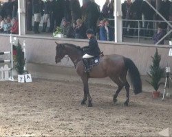 jumper Laritaet (Zangersheide riding horse, 1998, from Landstreicher)