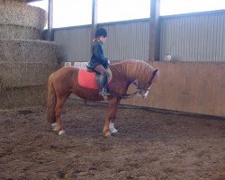 horse Ellie (German Riding Pony,  )