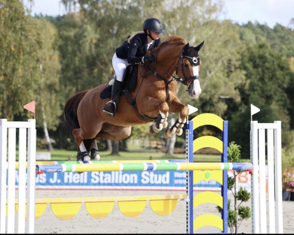 jumper Lunik Mission (Hanoverian, 2011, from Le Cou Cou)