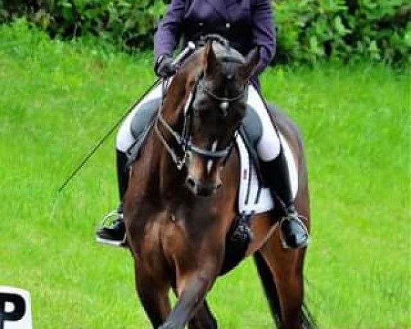 dressage horse Déjà Vu Roundthorn (KWPN (Royal Dutch Sporthorse), 2008, from Sandreo)