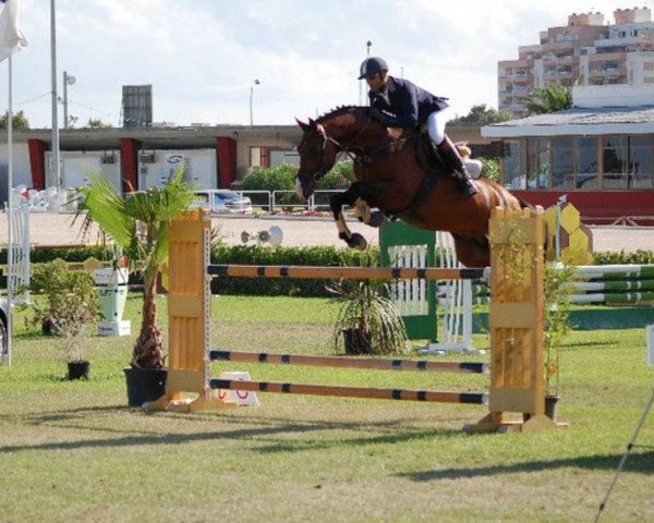 stallion MV Centdino (Oldenburg show jumper, 2003, from Centesimo I)