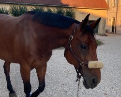 jumper Phatne GB (Oldenburg show jumper, 2011, from Com Air I)