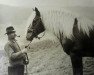 stallion Mittler (Black Forest Horse, 1936, from Milan)