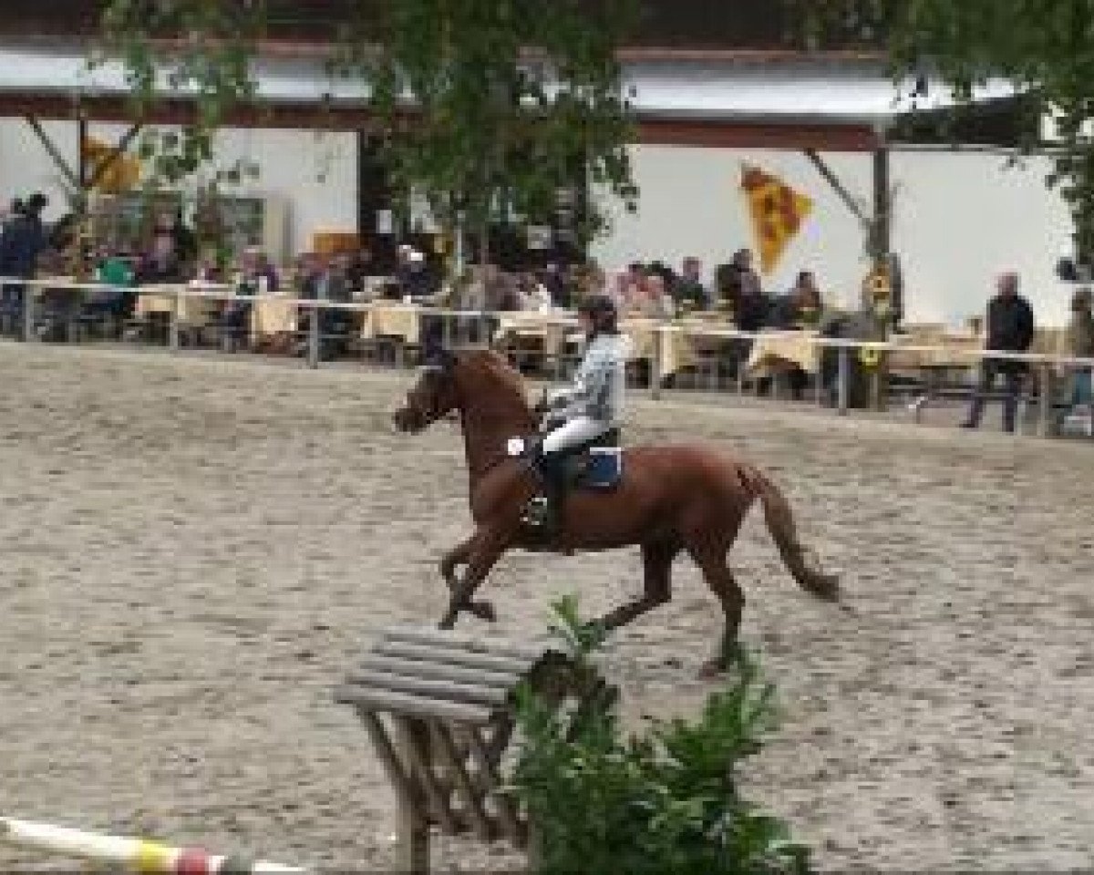 Zuchtstute Princess of Power (Deutsches Reitpony, 2001, von Power and Paint)