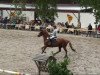 broodmare Princess of Power (German Riding Pony, 2001, from Power and Paint)