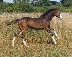 jumper Geronimo Gold (Westphalian, 2022, from Galileo Gold)