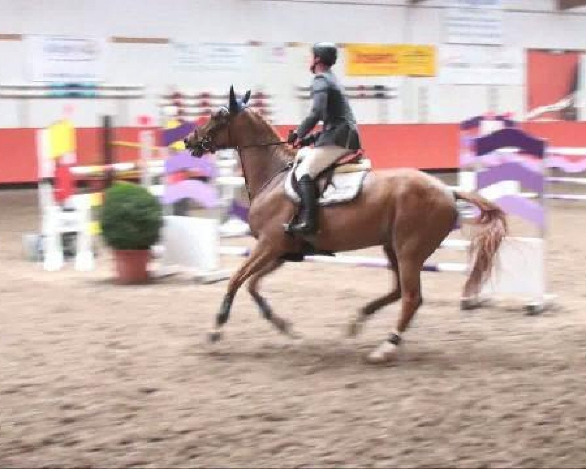 Springpferd Quentin 61 (Mecklenburger, 2005, von Quando-Quando)