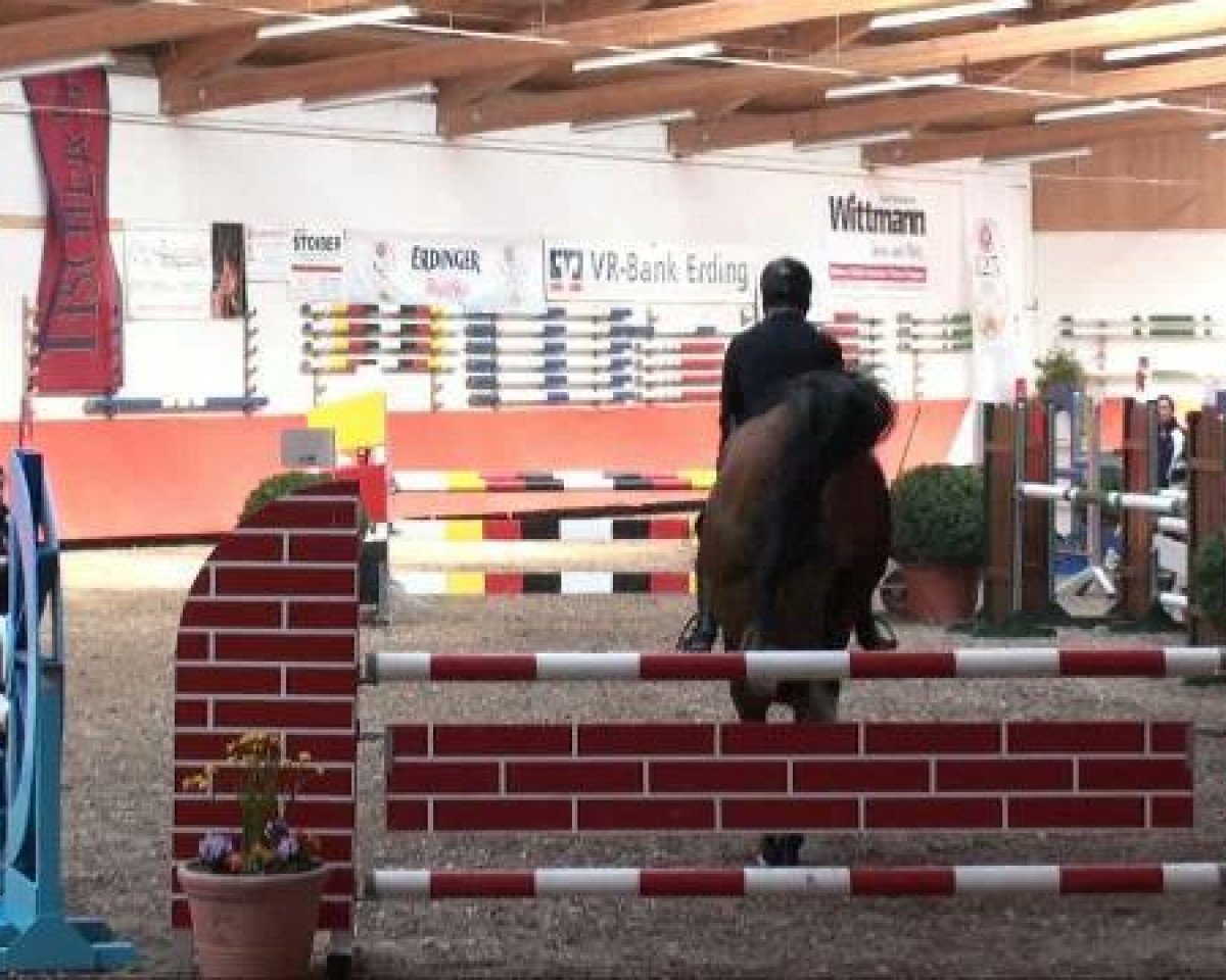jumper Quincy 123 (Bavarian, 2004, from Quidam's Rubin)