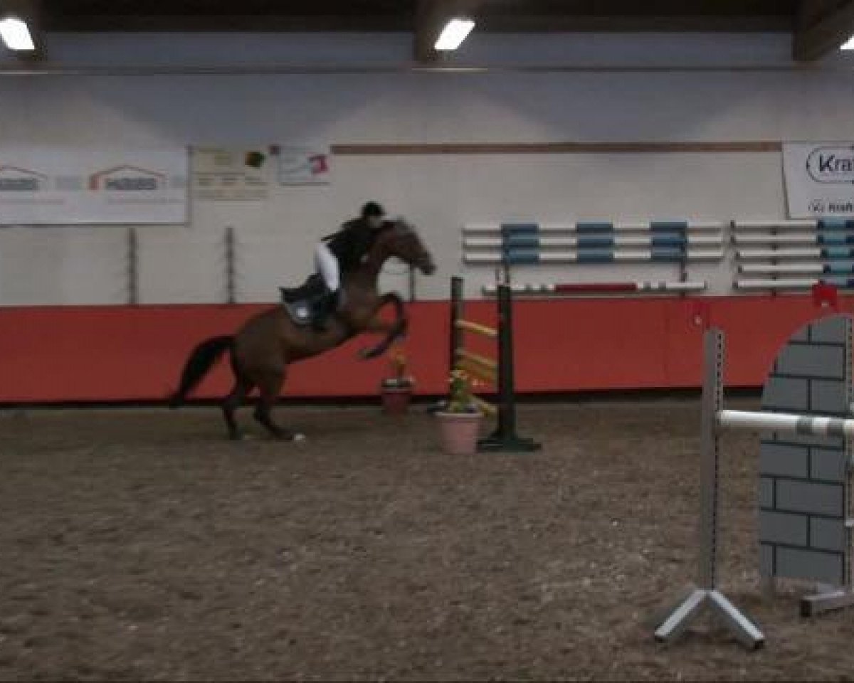 Springpferd Vestner's Elevating Boy (Bayer, 2004, von Candillo Z)
