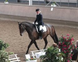 dressage horse Ronaldo M (Westphalian, 2003, from Rockwell)