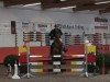 jumper Calisto 14 (Hanoverian, 2003, from Calido I)