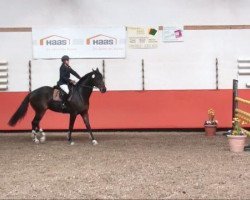 dressage horse Eros (Westphalian, 1996, from Ehrentanz I)