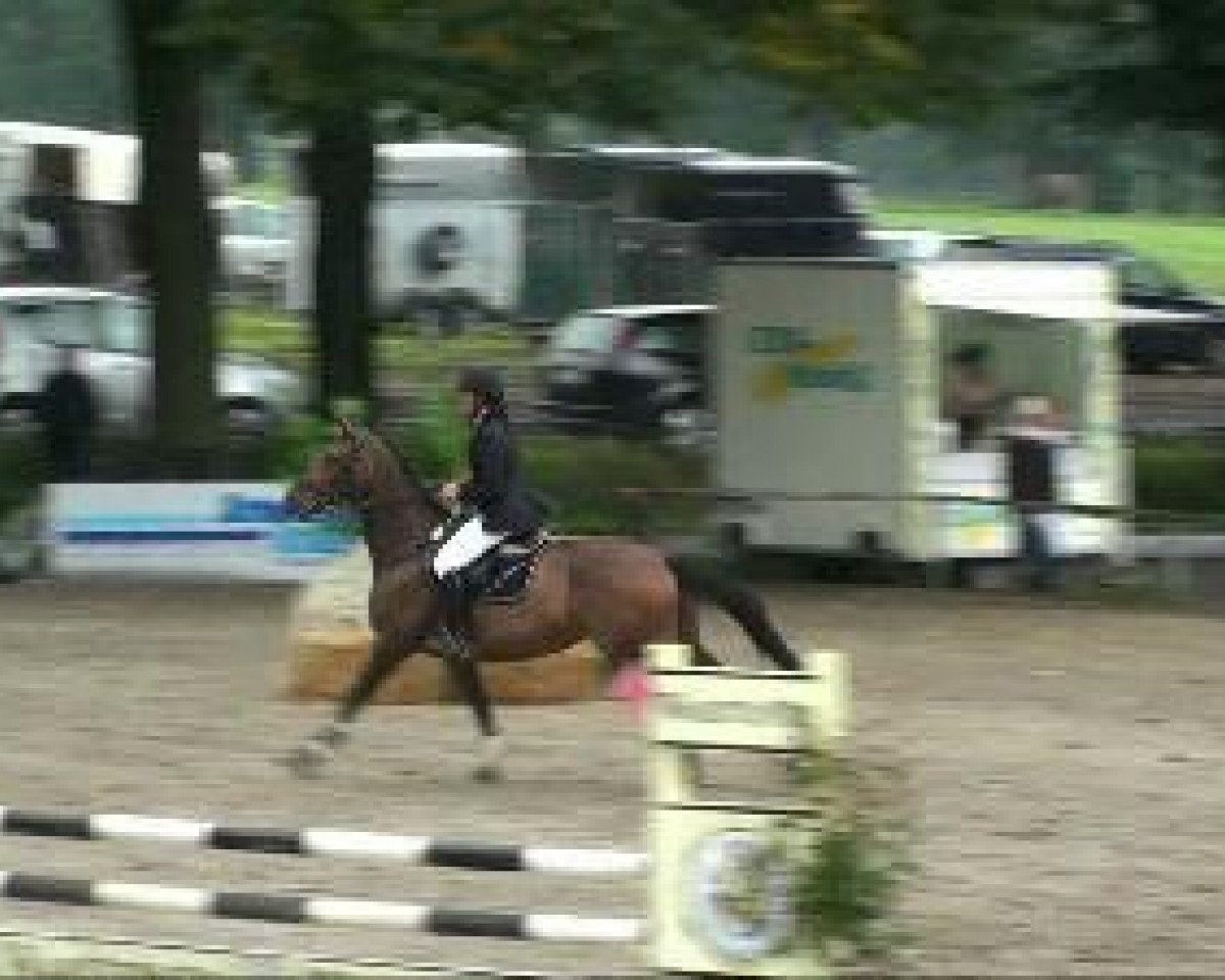 jumper Quintera GL (Westphalian, 2005, from Quidam's Rubin)