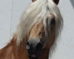 Deckhengst Stresemann (Haflinger, 2002, von Stavros)