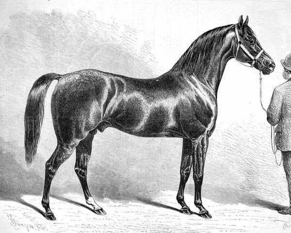 stallion The Palmer xx (Thoroughbred, 1864, from Beadsman xx)