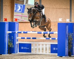 jumper Jumbo U (KWPN (Royal Dutch Sporthorse), 2014, from Power Blue)