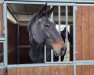 broodmare Cimke van de Zandhoeve (Belgium Sporthorse, 2008, from Taran de La Pomme)