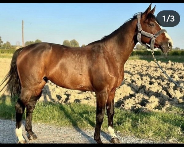 Zuchtstute Nouméa Van Het Trichelhof (Nederlands Rijpaarden en Pony, 2009, von Arco)