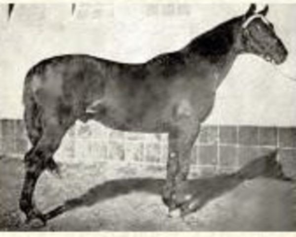 stallion Yankee xx (Thoroughbred, 1899, from Hanover xx)