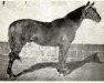 stallion Yankee xx (Thoroughbred, 1899, from Hanover xx)