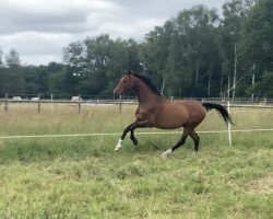 Pferd Aaron (Holsteiner, 1995, von Ahorn Z)