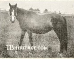 broodmare Cinderella xx (Thoroughbred, 1885, from Tomahawk xx)