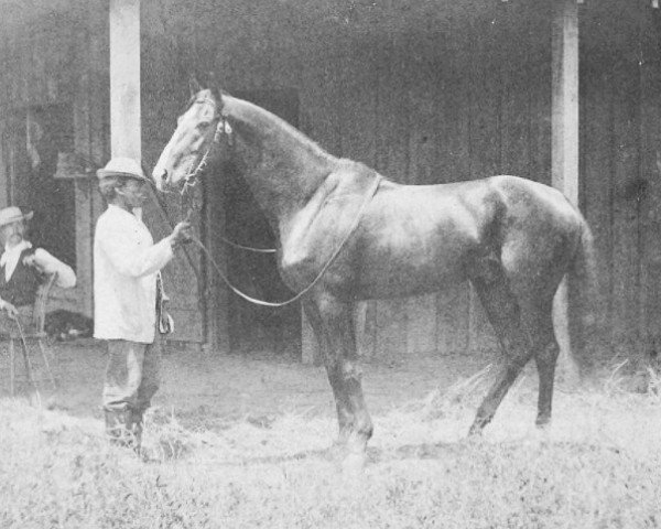 stallion Longfellow xx (Thoroughbred, 1867, from Leamington xx)
